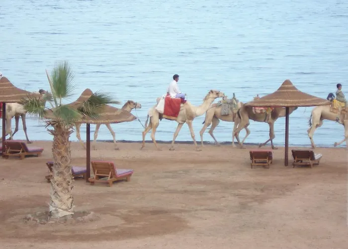 Resort Miami Dahab